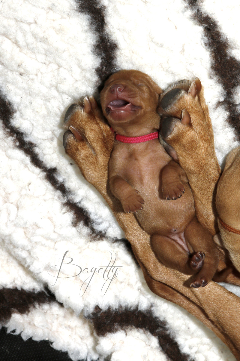  Bayetty-vrh-stenata-Bayetty-Maďarský-ohař-krátkosrstý 