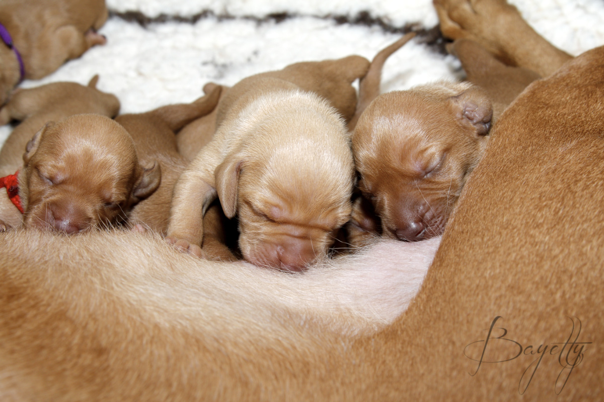  krátkosrstý-maďar-maďarský-ohař-Magyar-Vizsla 