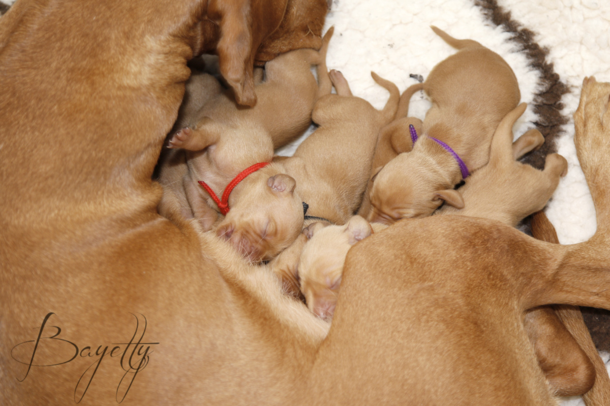  Bayetty-vrh-stenata-Bayetty-Maďarský-ohař-krátkosrstý 