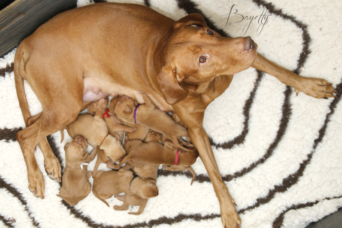  krátkosrstý-maďar-maďarský-ohař-Magyar-Vizsla 