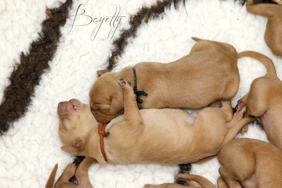  Bayetty-vrh-stenata-Bayetty-Maďarský-ohař-krátkosrstý 