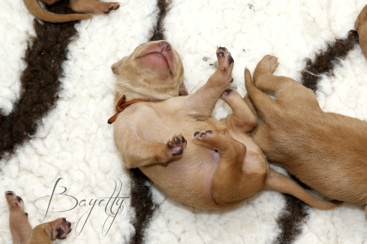  Bayetty-vrh-stenata-Bayetty-Maďarský-ohař-krátkosrstý 