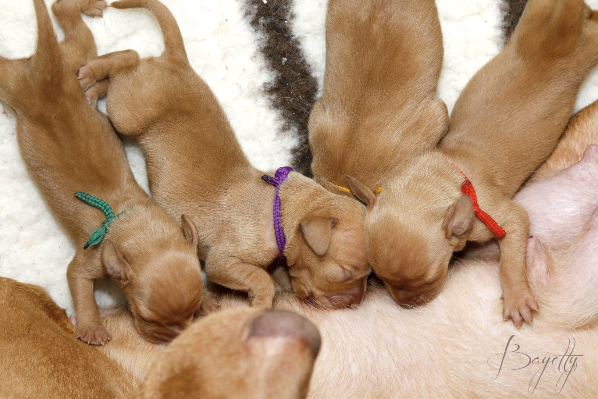  krátkosrstý-maďar-maďarský-ohař-Magyar-Vizsla 