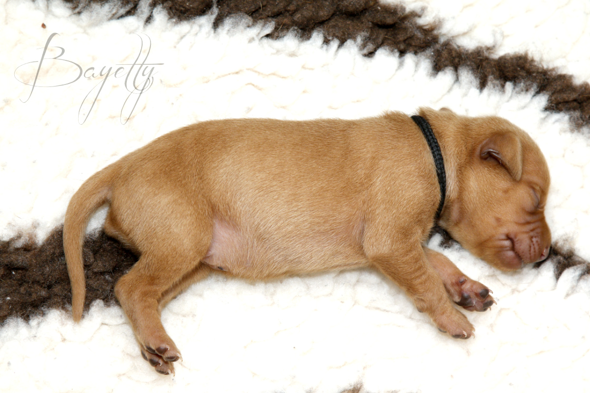  krátkosrstý-maďar-maďarský-ohař-Magyar-Vizsla 