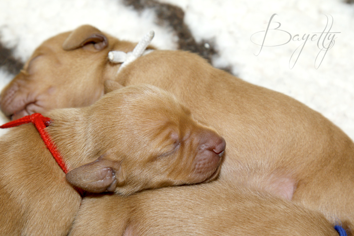  Bayetty-vrh-stenata-Bayetty-Maďarský-ohař-krátkosrstý 