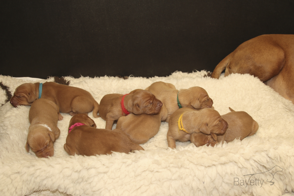  Bayettyv_rh_F_štěněta_MOK_Praha 