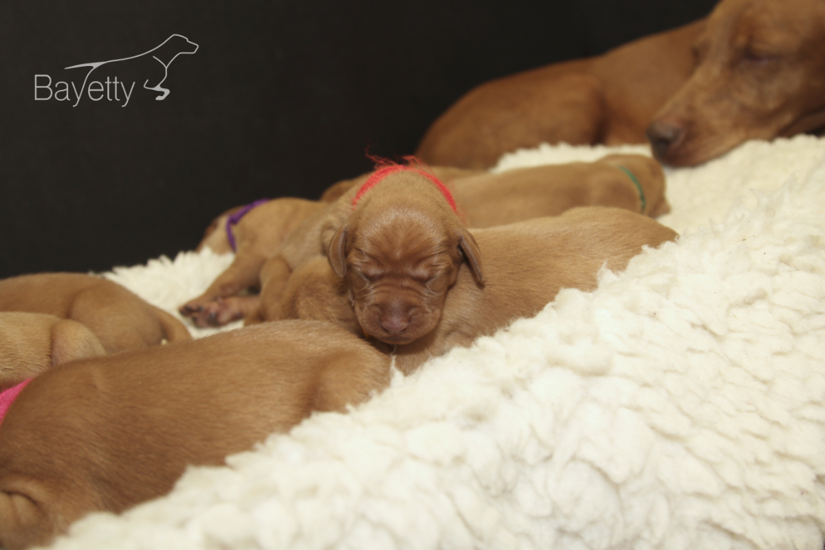  Bayettyv_rh_F_štěněta_MOK_Praha_Maďarský_ohař_ krátkosrstý 