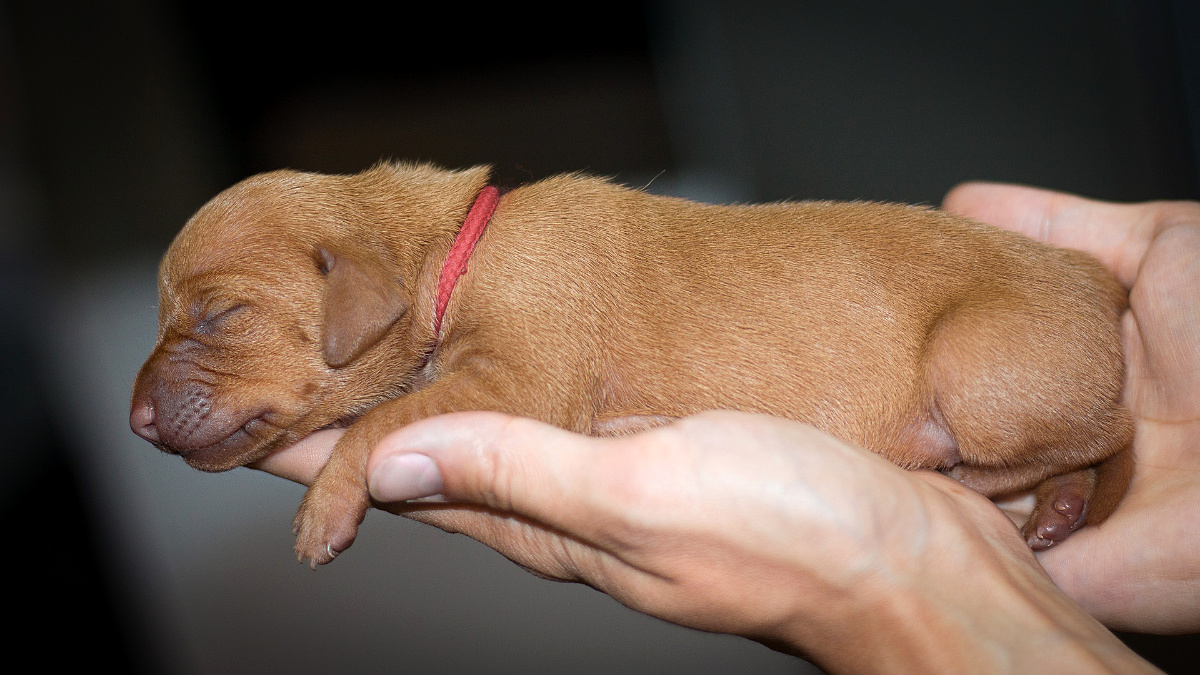  nabídka_psů_prodej_stenat_levne_prodej_štěnátek_stenata_na_prodej_levne_psi_na_prodej_levně 