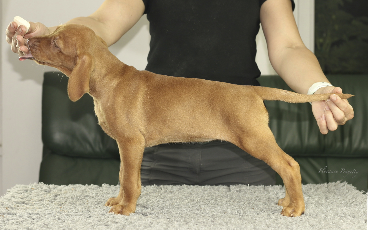 David nastup    David nastup