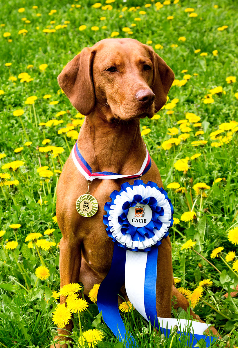  Bayetty-MOK-Madarsky-ohar-kratkosrsty-Praha-dog-puppy 